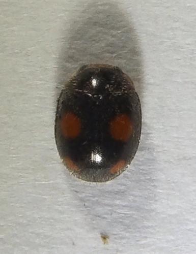 Platynaspis luteorubra